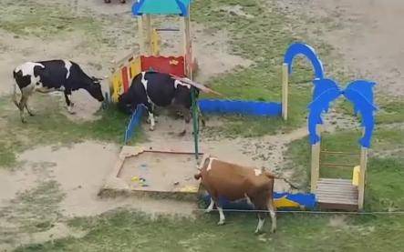 Лесосибирские коровы загадили детскую площадку