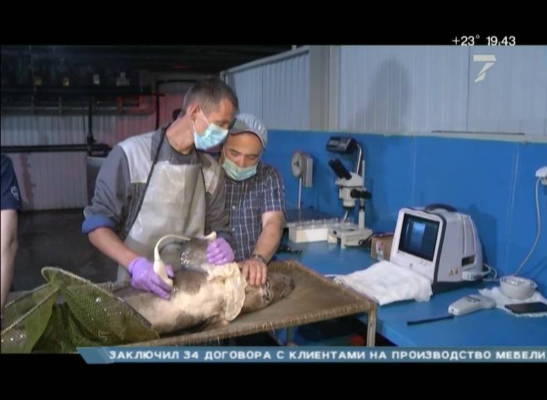 На самом большом в Красноярском крае предприятии по производству рыбы показали, как выращивают осетров