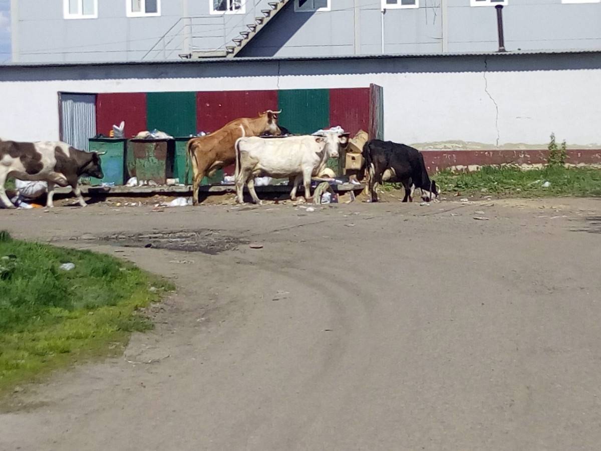В городах Красноярского края коровы питаются на свалках