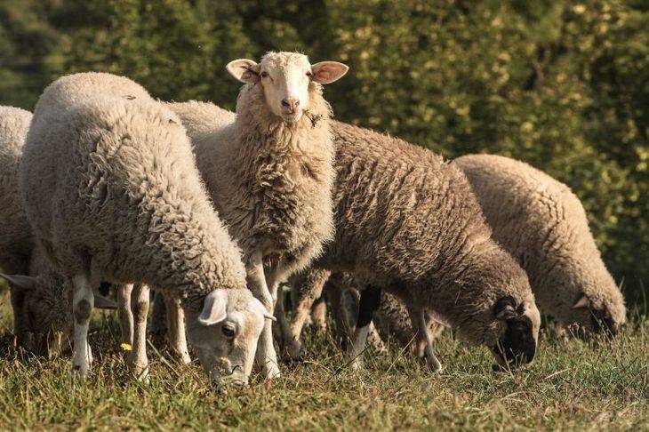 В Иланском районе задержали похитителя овец и быка