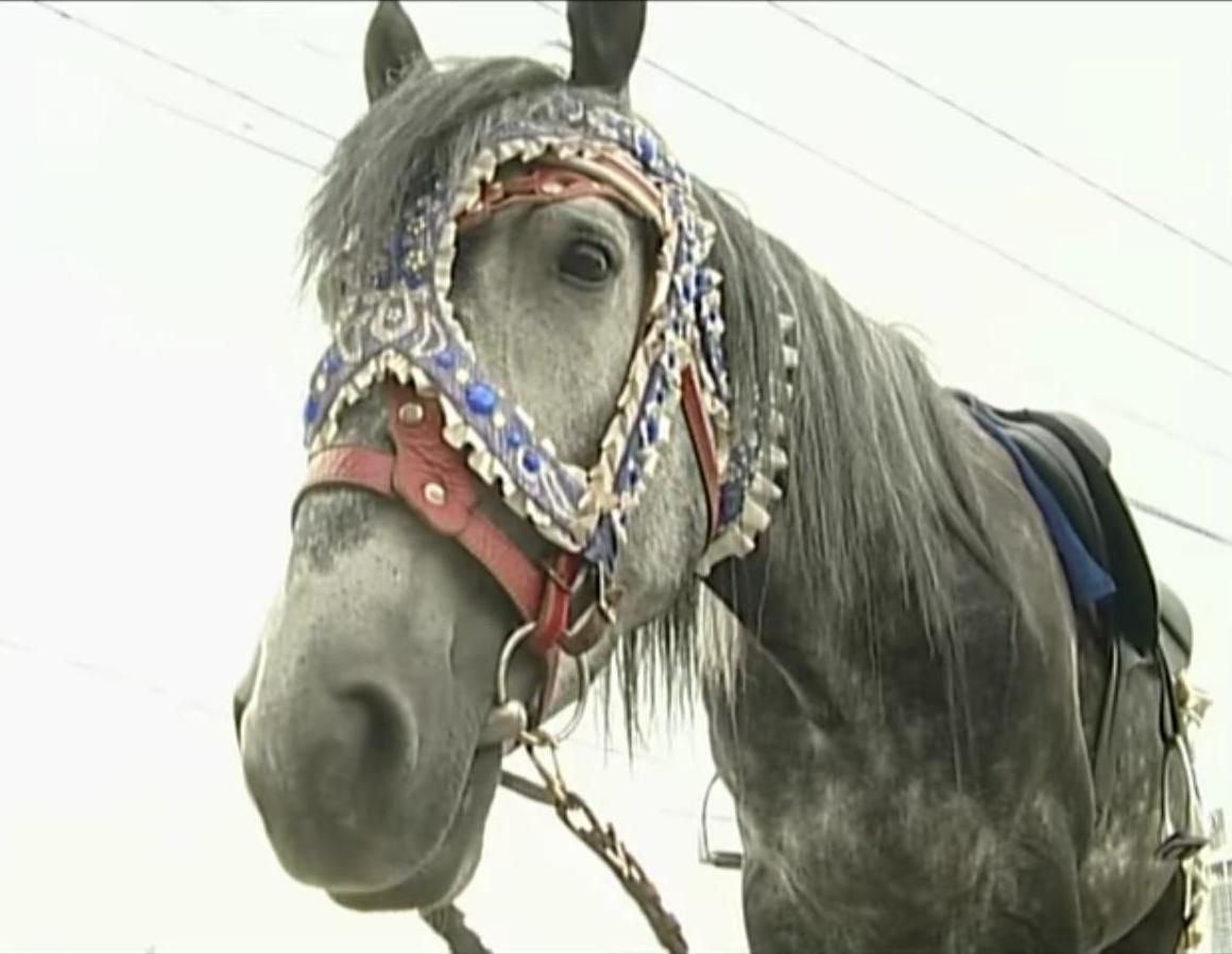 Прокат лошадей в центре Красноярска как и прежде запрещен