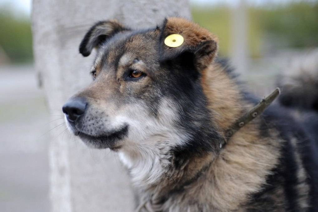 С начала года в Красноярске стерилизовали больше тысячи бродячих собак