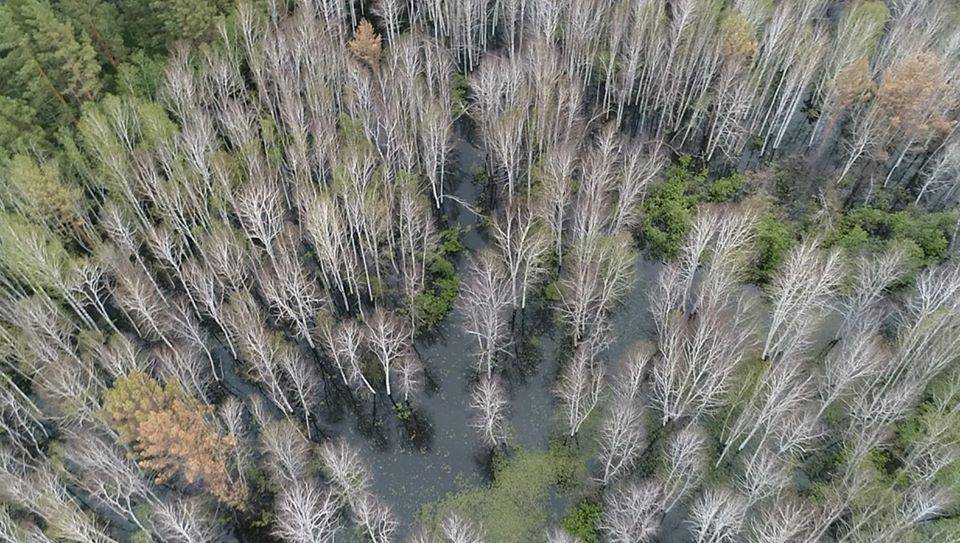 На юге Красноярского края затопило 200 гектаров ценных лесов 
