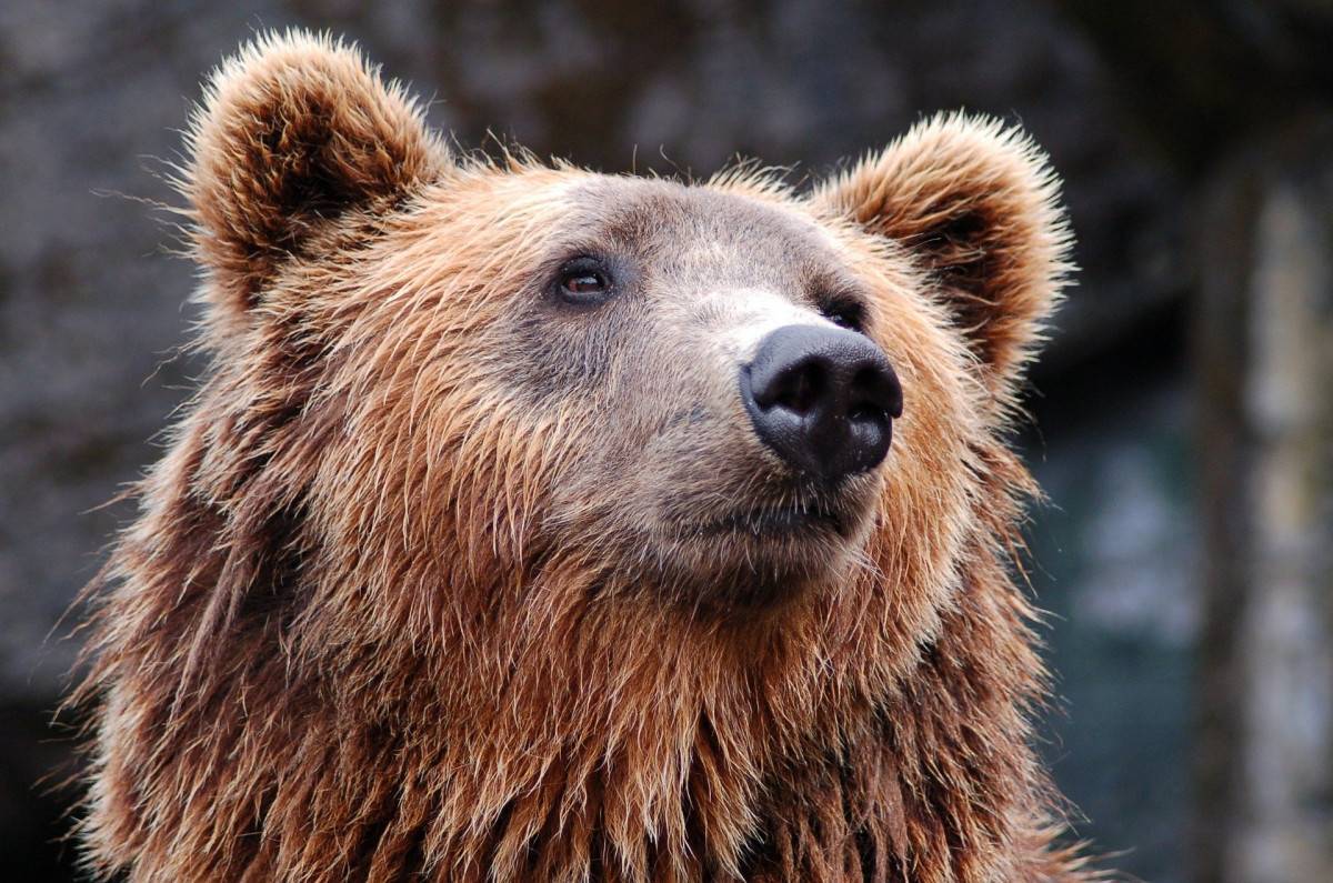 На севере Красноярского края медведь напал на женщину