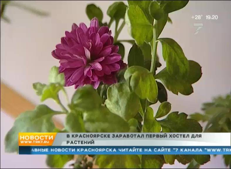 В Красноярске открылся первый хостел для домашних растений