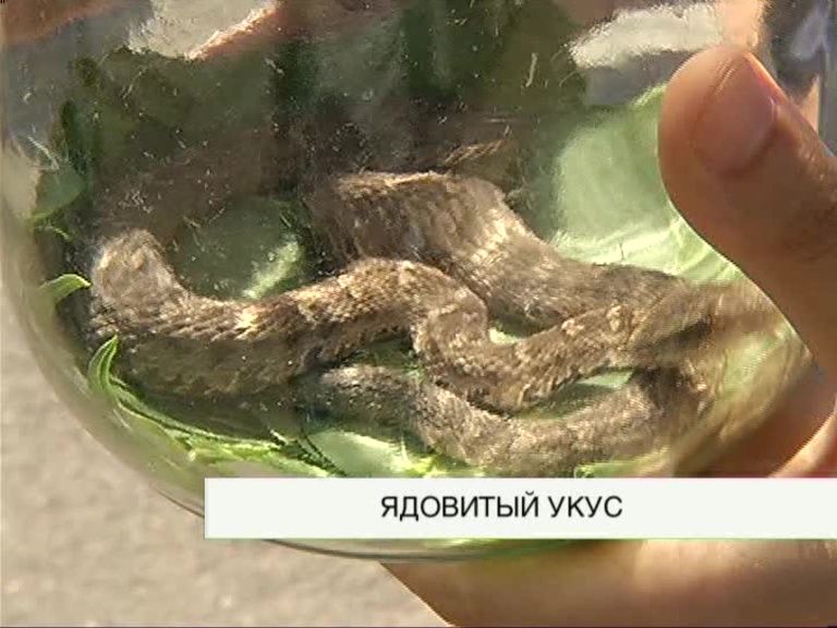 Три человека обратились в клинику Красноярска после укусов змей