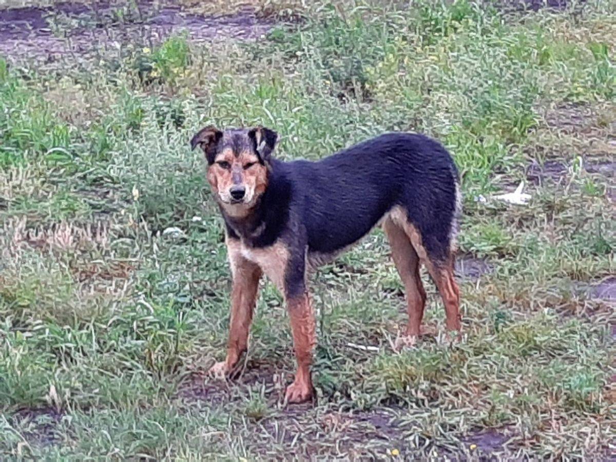 Бродячие собаки 3.jpg Бродячие собаки 3.jpg