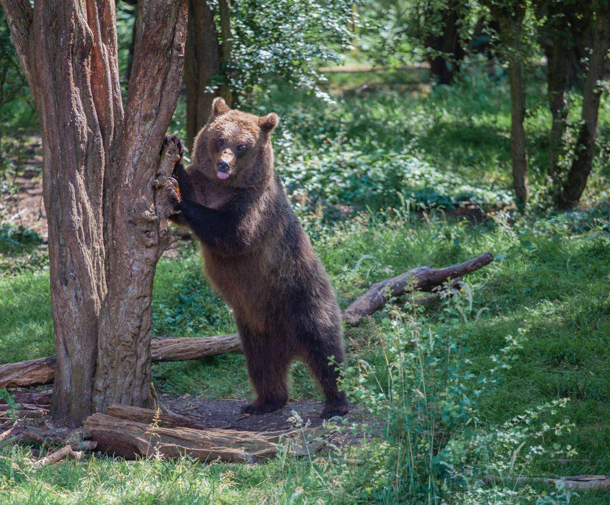 brown-bear-in-a-tree-4337045_1920.jpg