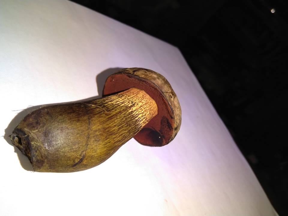 40684719_523415001415963_2535899706903494656_n.jpg 40684719_523415001415963_2535899706903494656_n.jpg