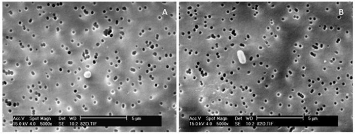 Изображения клетки стафилококка и споры бациллы со стенок герметичного объема. Микроорганизмы изначально были выделены на борту МКС, позже доставлены на Землю и использованы в экспериментах..JPG