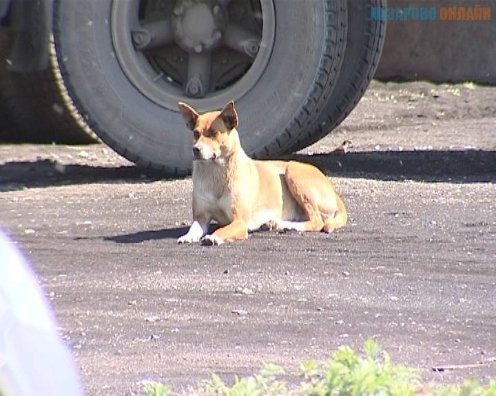 1559822731_kur-vseh-zadavili-sobaki-v-nazarovo.avi_snapshot_01.28_2019.06.06_18.36.34.jpg 1559822731_kur-vseh-zadavili-sobaki-v-nazarovo.avi_snapshot_01.28_2019.06.06_18.36.34.jpg