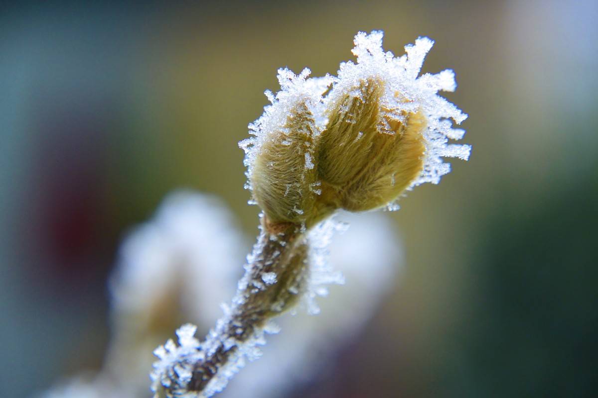 ice_crystal_frozen_macro_close_winter_ice_cold_iced-1284390.jpg ice_crystal_frozen_macro_close_winter_ice_cold_iced-1284390.jpg