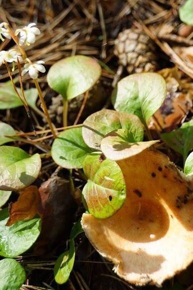 грушанка 1.jpg грушанка 1.jpg