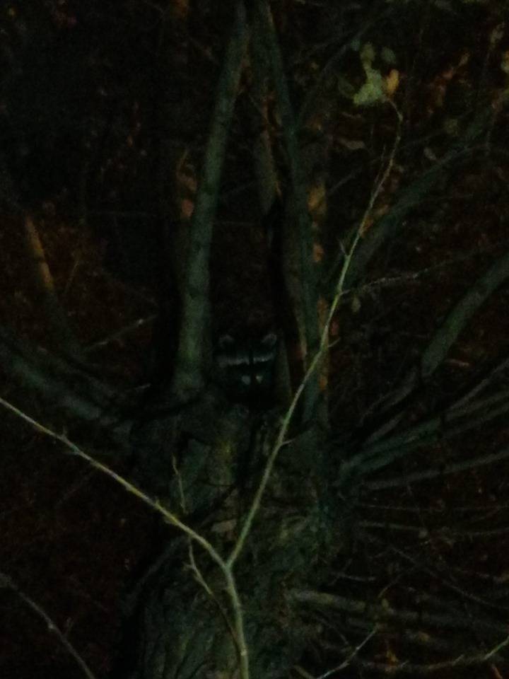 енот1.jpg енот1.jpg