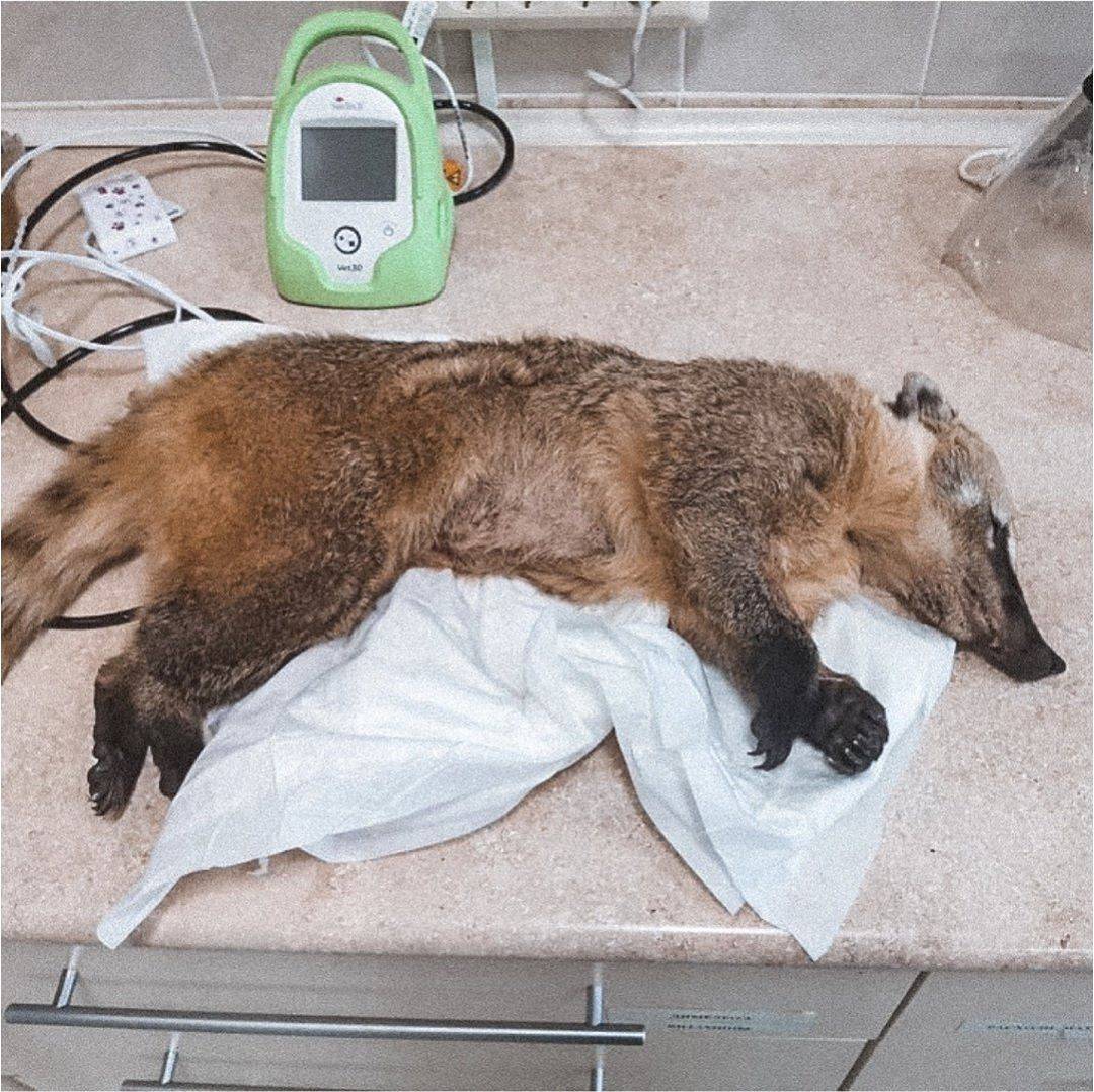 vetklinikabest_71543415_164413051307620_6445698707221074403_n.jpg vetklinikabest_71543415_164413051307620_6445698707221074403_n.jpg