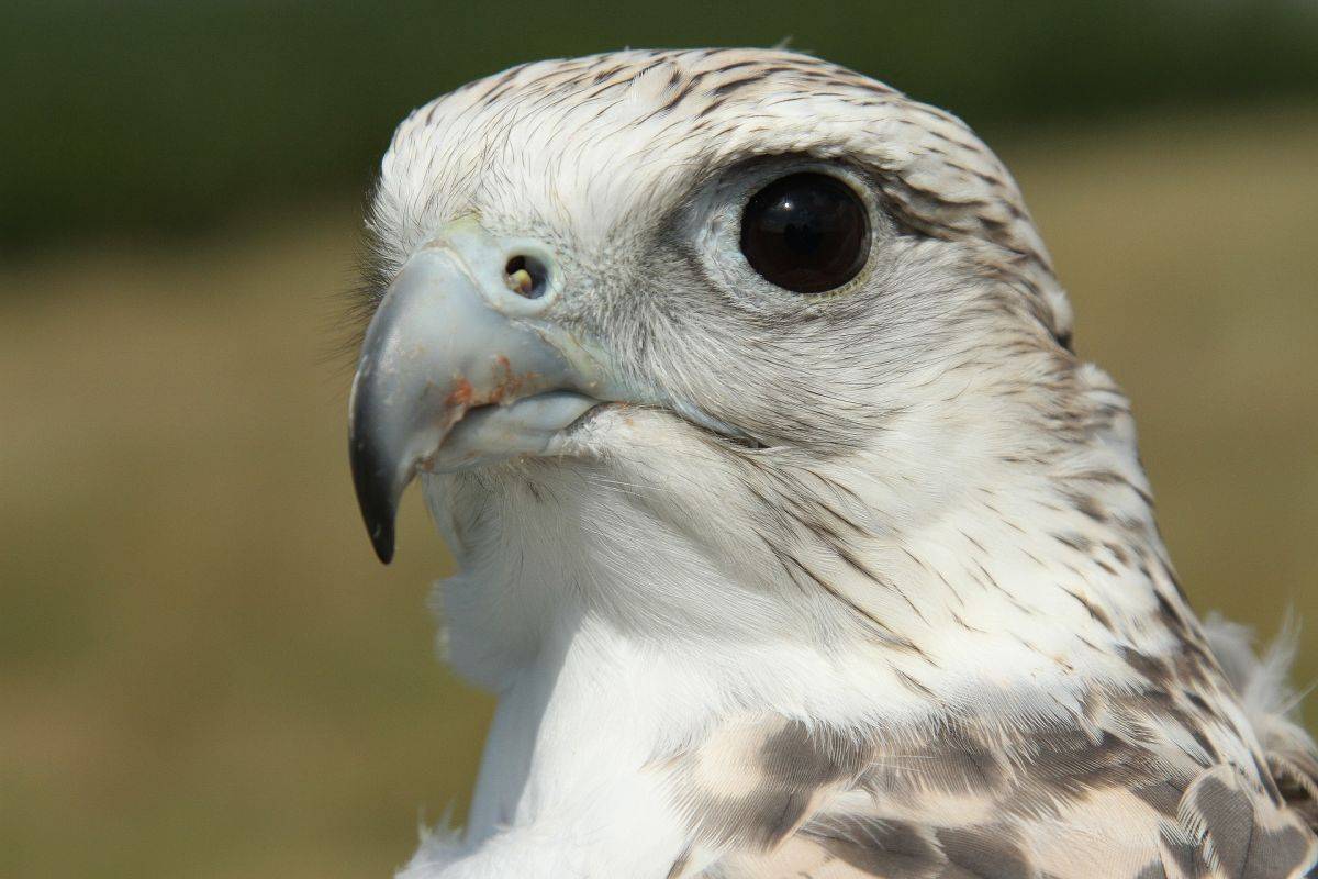 gyrfalcon-1900325_1920.jpg gyrfalcon-1900325_1920.jpg
