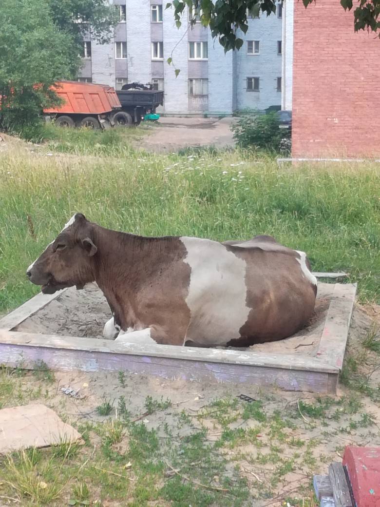 корова.jpg корова.jpg