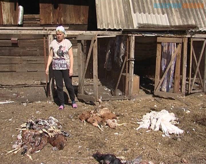 1559822703_kur-vseh-zadavili-sobaki-v-nazarovo.avi_snapshot_00.57_2019.06.06_18.35.24.jpg 1559822703_kur-vseh-zadavili-sobaki-v-nazarovo.avi_snapshot_00.57_2019.06.06_18.35.24.jpg