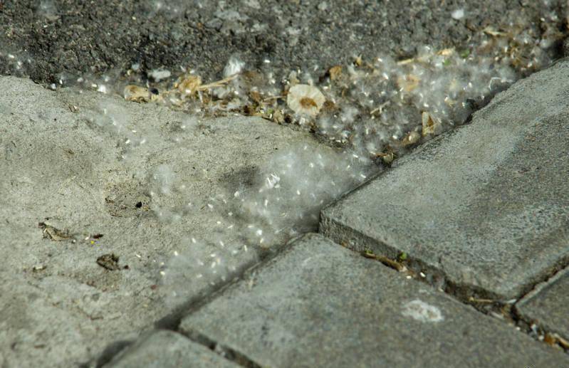 fluff-poplar-health-14662.jpg fluff-poplar-health-14662.jpg