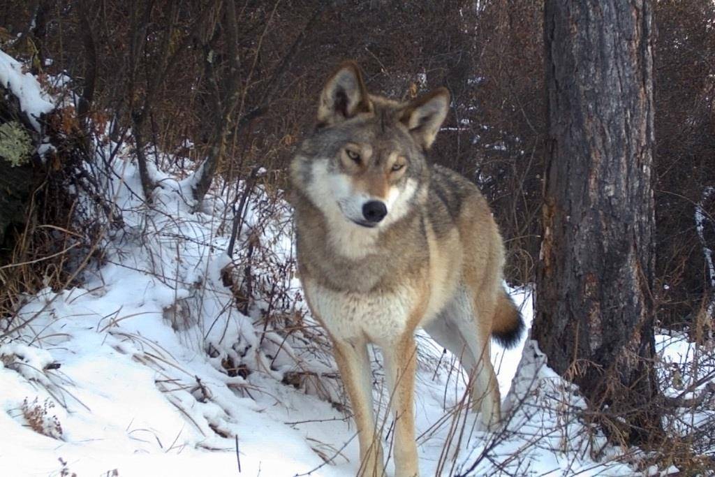 OPNhl2GOh2A (1).jpg OPNhl2GOh2A (1).jpg