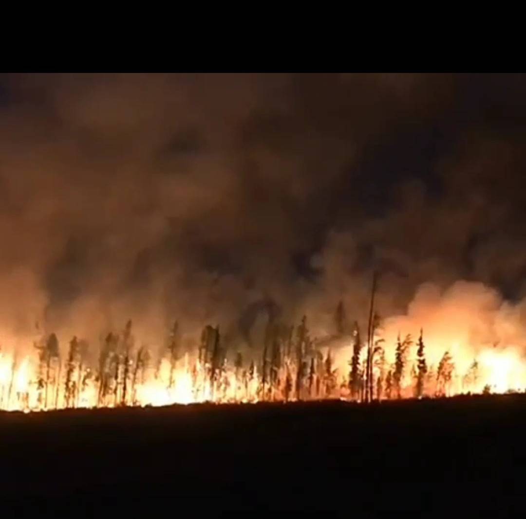 лесохрана.jpg лесохрана.jpg