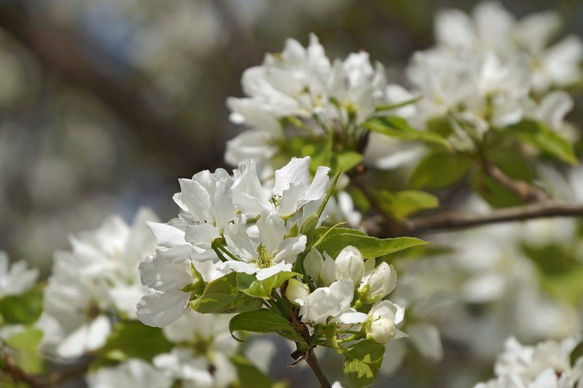 94615390_1105802726510518_8483646606829158400_o.jpg 94615390_1105802726510518_8483646606829158400_o.jpg