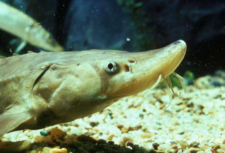 sturgeon-fish-professional-underwater-photography-725x493.jpg sturgeon-fish-professional-underwater-photography-725x493.jpg