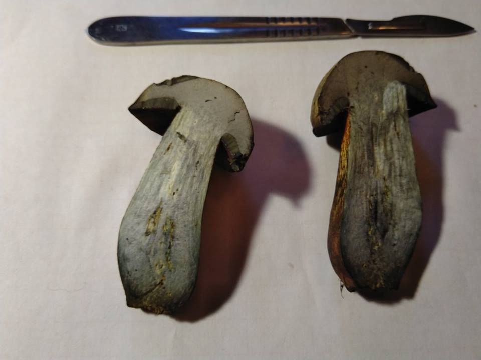 40642816_523415124749284_6917881708880592896_n.jpg 40642816_523415124749284_6917881708880592896_n.jpg