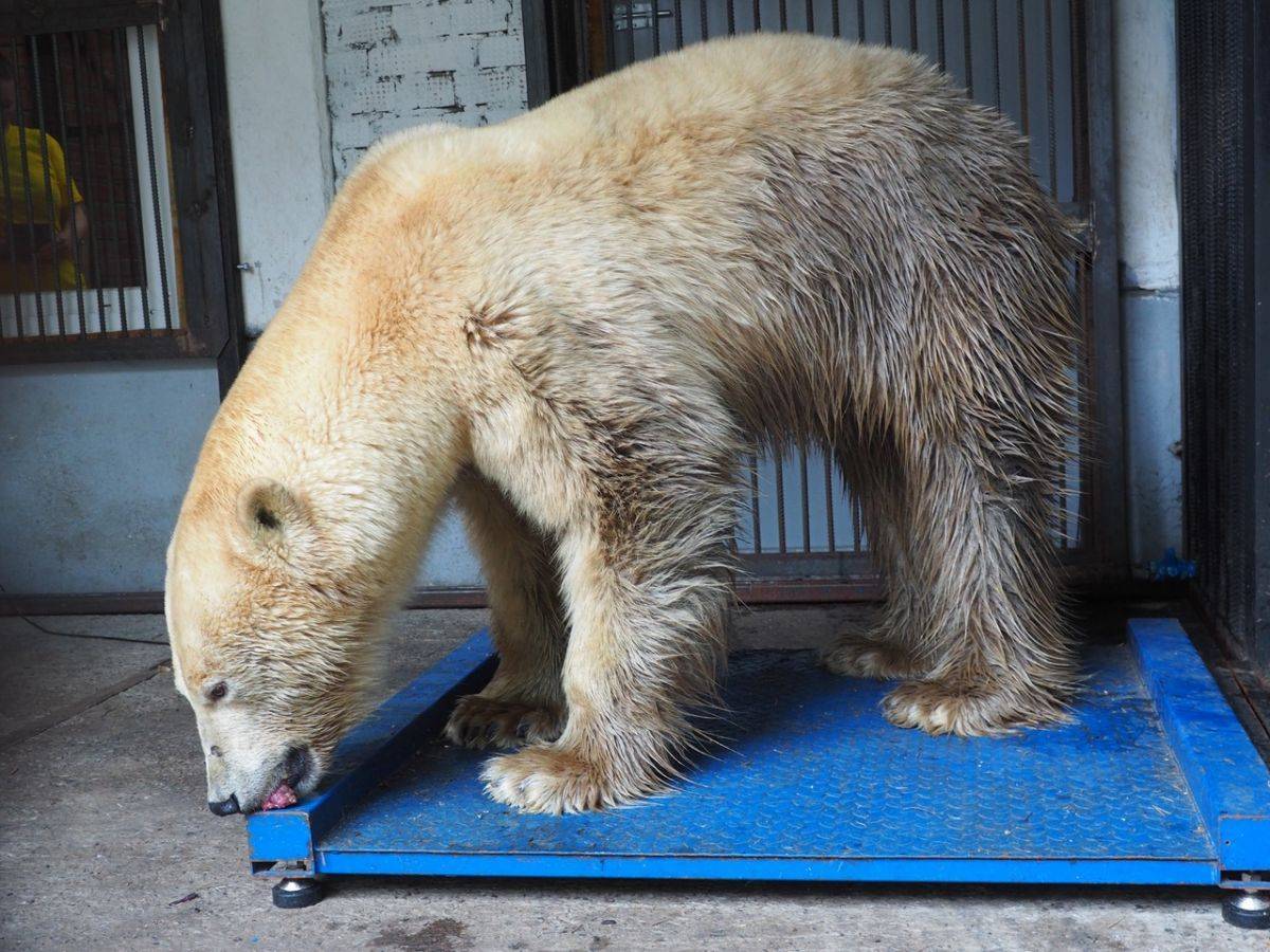 айка.jpg айка.jpg