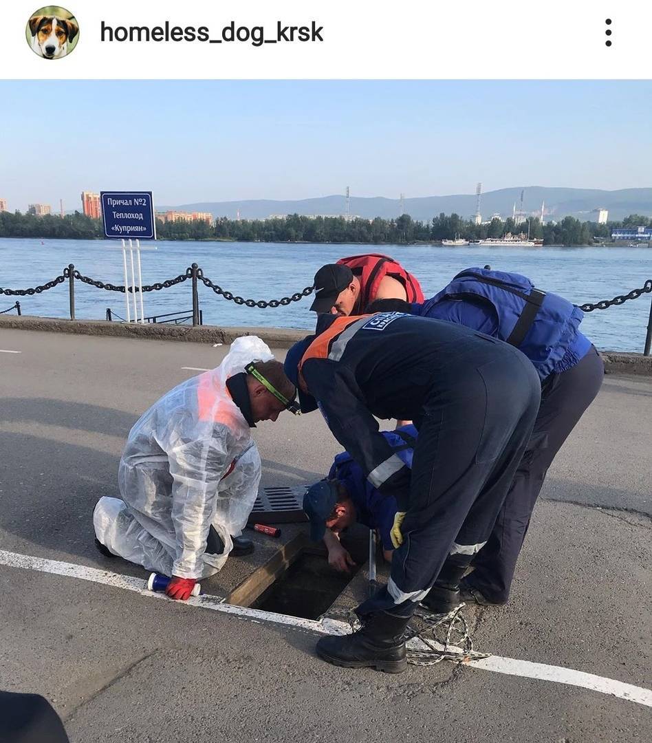 собаки2.jpg собаки2.jpg