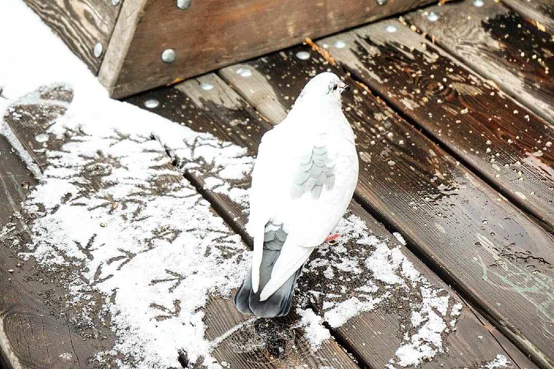 снегопад 1.jpg снегопад 1.jpg