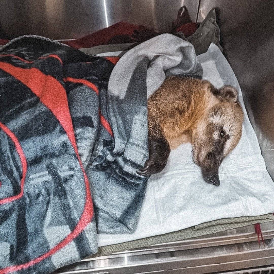 vetklinikabest_74583462_144478656890548_3578489639610480885_n.jpg vetklinikabest_74583462_144478656890548_3578489639610480885_n.jpg