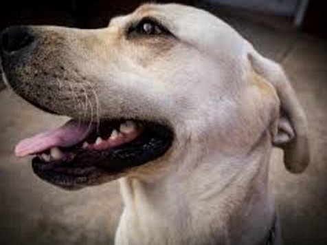 В Дзержинском районе соседская собака насмерть загрызла пенсионерку. Превью: PxHere