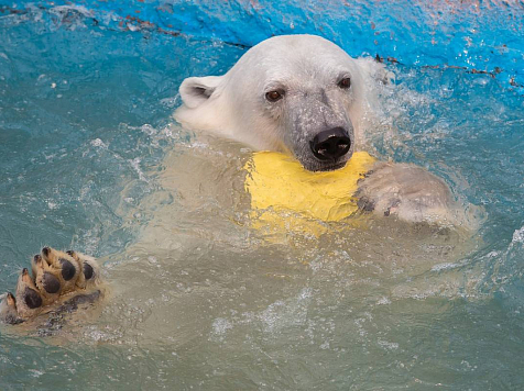 В «Роевом Ручье» сфотографировали играющих белых медведей. Фото: vk.com/roevzoo