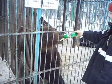 На турбазе под Ачинском медведь оторвал женщине руку. Кадр: Кирилл Шабловский / youtube.com