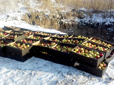 Таможенники и сотрудники Россельхознадзора запекли более тонны запрещенных яблок из Польши. Фото: fsvps.ru