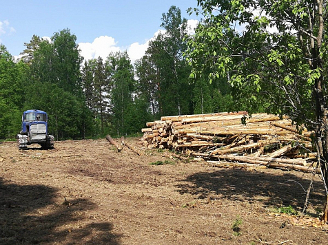 Следователи заинтересовались незаконным присвоением леса, вырубленного «под лагерь». Фото: красноярское отделение ОНФ