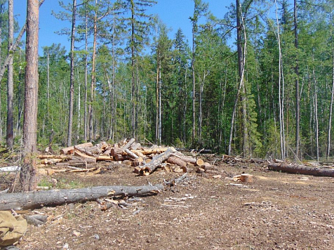 Мужчина нанял лесорубов и год незаконно уничтожал деревья в тайге. Фото: 24.mvd.ru