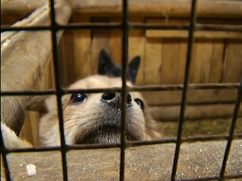 Отлов бездомных зверей в новом году начнут с шести сотен животных — и не только псов. Кадр: архив «7 канала»