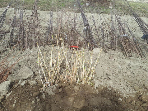 Женщина разбила на своем участке фруктовую плантацию из украденных с работы саженцев (фото). фото: ГУ МВД по краю