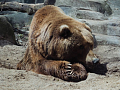 В Красноярском крае медведь набросился на машину