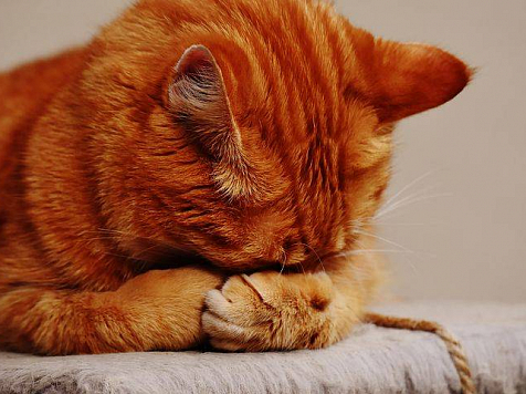 Пьяный железногорец пытался из-за кота зарезать ветеринара. <i>Фото pixabay.com</i>