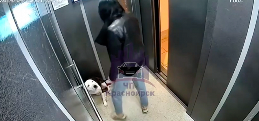 Полиция заинтересовалась видео с издевательствами над собакой в Красноярске   