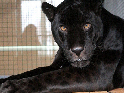 Зоопарку подарили вышедшего на пенсию черного ягуара (фото). Фото: Роев ручей