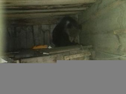 Возле детского санатория спасатели изловили испуганного медвежонка (фото)					     title=