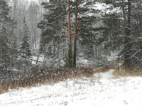 Чиновники под Красноярском инициировали вырубку чужого леса. Суд признал это незаконным. Фото: региональное отделение ОНФ
