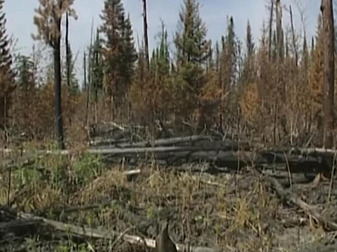 Жителям края запретили ходить в леса из-за сильных пожаров в жару. Кадр: архив «7 канала»