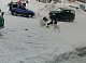 В Игарке стая собак напала на 11-летнюю девочку: публикуем видео (18+)