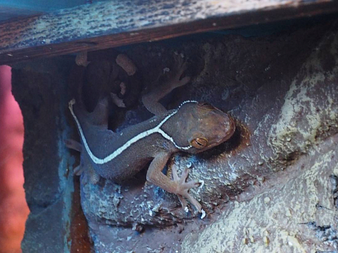 В «Роевом ручье» вылупились агрессивные полосатые гекконы. Фото и видео: vk.com/roevzoo