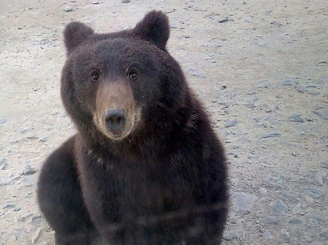 На севере водители накормили медвежонка сгущенкой и вызвали гнев соцсетей (видео). Фото: Андрей Гупало; видео: Глеб Забаро